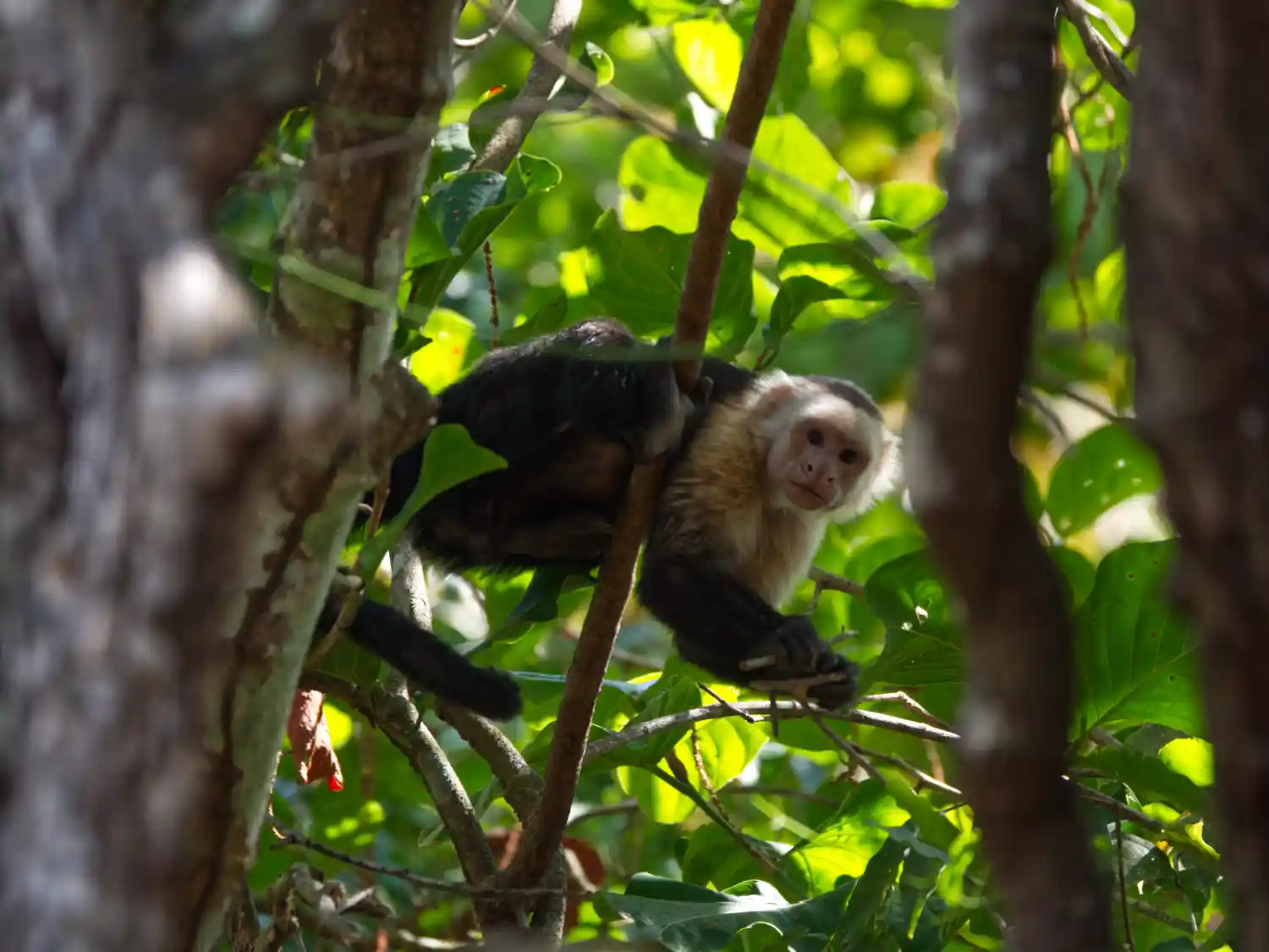 finca colibri, costa rica, retraites spirituelles, anne rose therapie