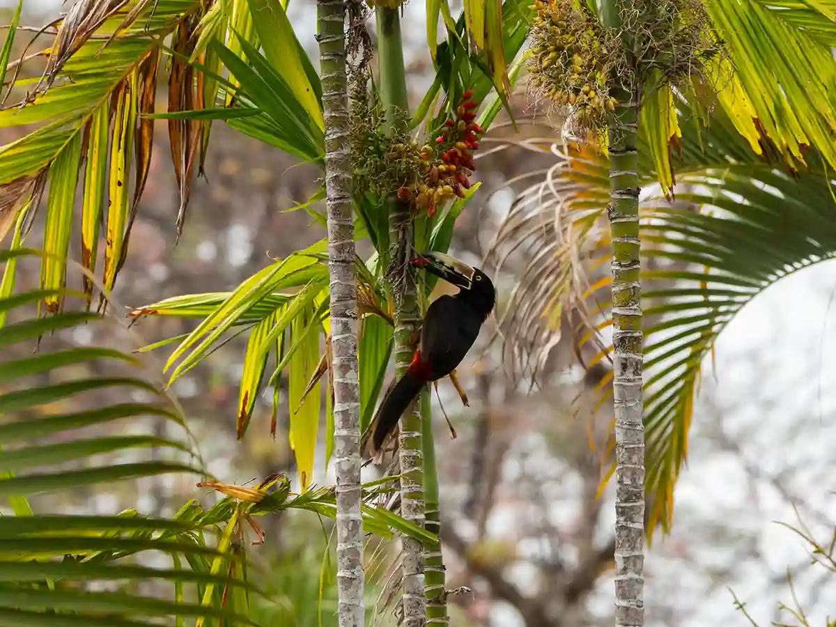 finca colibri, costa rica, retraites spirituelles, anne rose therapie